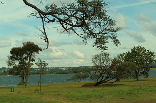 Stryphnodendron adstringens, photograph 2