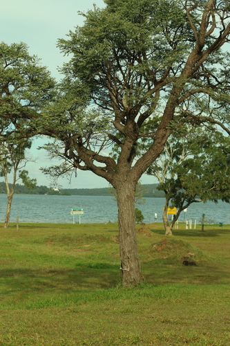 Stryphnodendron adstringens, photograph 5