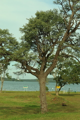(c) Wallace Carneiro Almeida, some rights reserved (CC BY-SA) Stryphnodendron adstringens, photograph (c) Wallace Carneiro Almeida, some rights reserved (CC BY-SA)