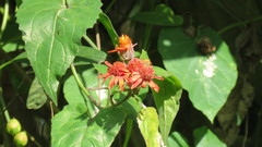 Pseudogynoxys benthamii