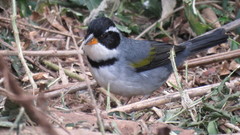 Arremon flavirostris