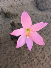 Zephyranthes sylvatica