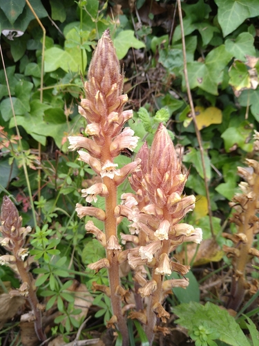 ivy broomrape