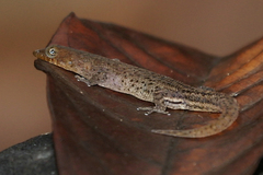 Sphaerodactylus