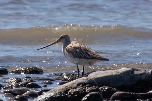 iNaturalist image