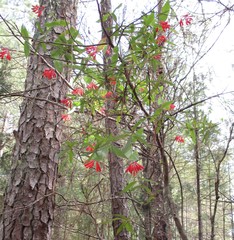 Lonicera sempervirens sempervirens