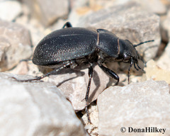 Calosoma luxatum