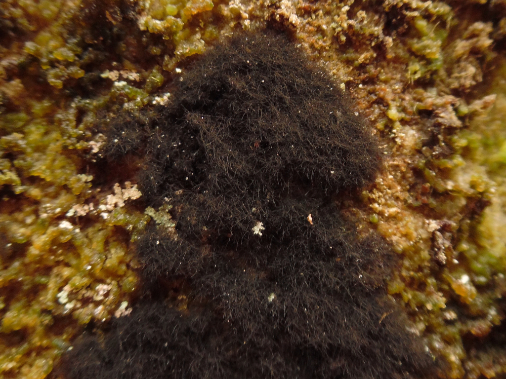 Racodiaceae