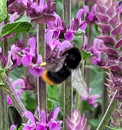 Red-tailed Bumble Bee