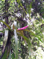 Guzmania remyi