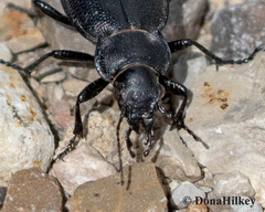 Calosoma luxatum