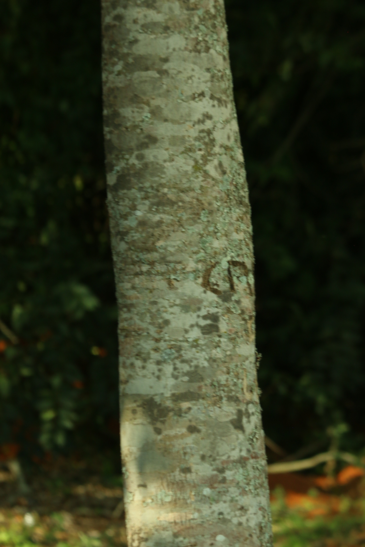 Imagem de Pau-rei