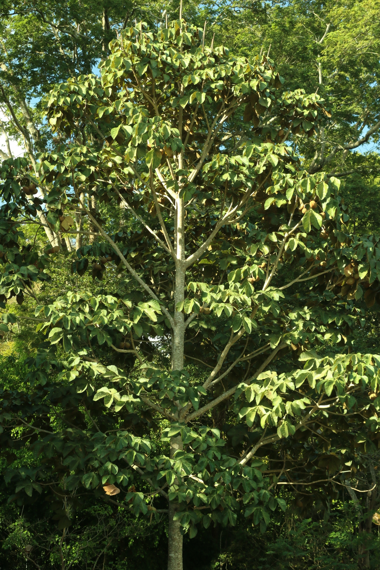 Imagem de Pau-rei