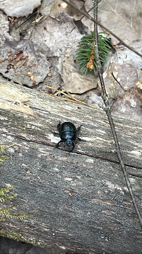 Woodland Dor Beetle