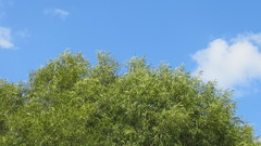 Nectandra angustifolia