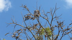 Albizia inundata