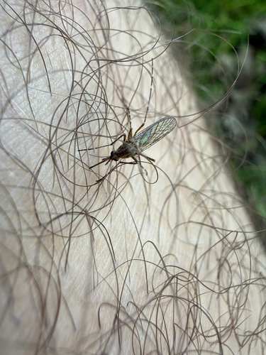 Winter Marsh Mosquito