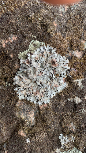 Netted shield lichen