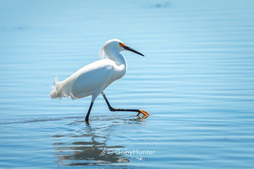 Snowy Egret