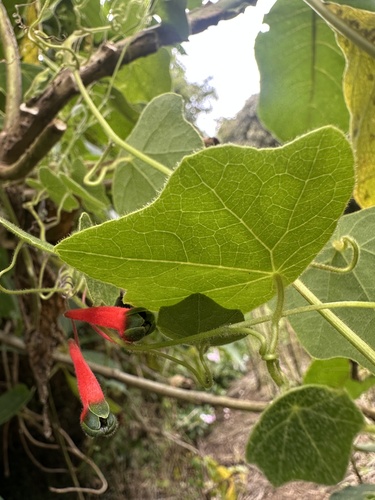 Tropaeolum adpressum (Tropaeolum adpressum)