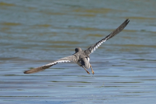 iNaturalist: (c) Анна Гуляева, some rights reserved (CC BY-NC), uploaded by Анна Гуляева iNaturalist image