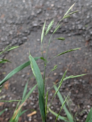 Bromus carinatus, photograph 6