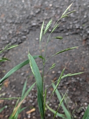 Bromus carinatus, photograph author not stated, no rights reserved