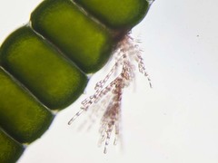Acrochaetiaceae