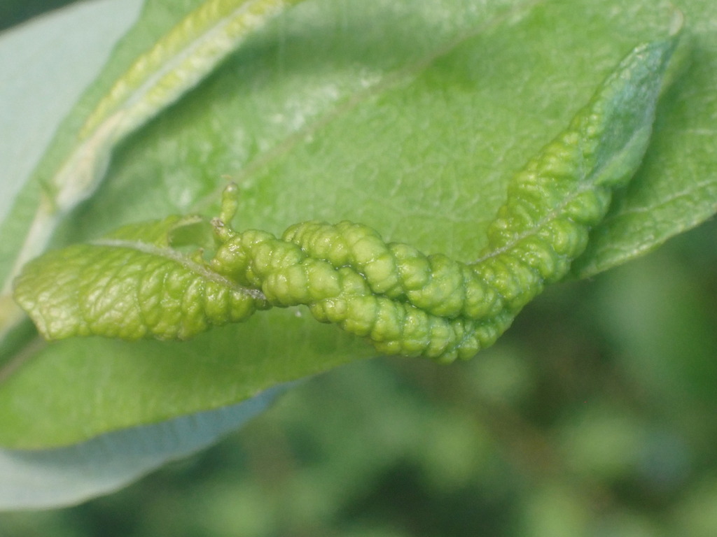 Dasineura auritae
