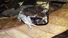 Leptobrachium hasseltii