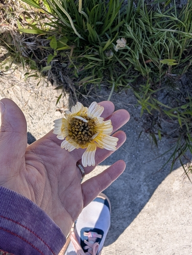 Tetraneuris herbacea, photograph 6