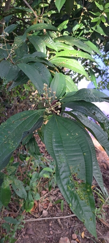 Miconia prasina