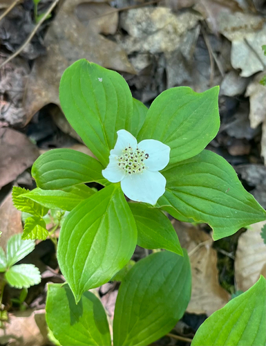 Canadian bunchberry