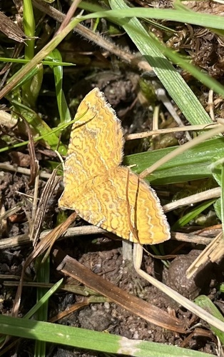 Yellow Shell Moth