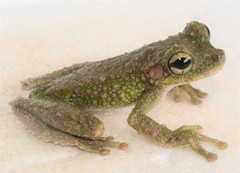 Osteocephalus cannatellai