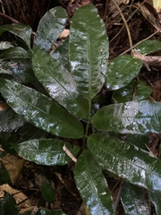 Danaea elliptica