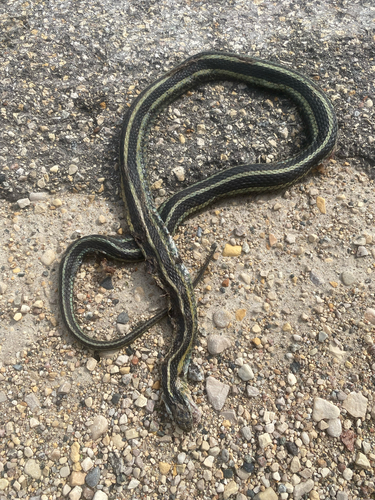 Common Garter Snake