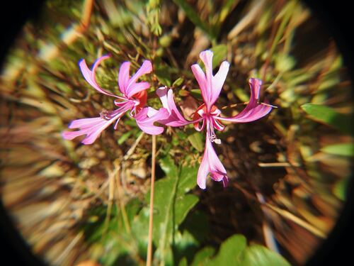 Clarkia concinna, photograph 4