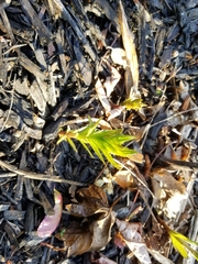 Veronicastrum virginicum