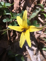 Erythronium umbilicatum