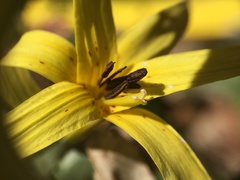 Erythronium umbilicatum