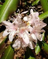 Rhododendron carolinianum
