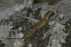 Anolis brevirostris