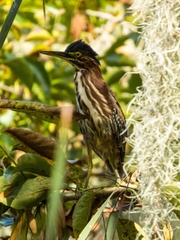 Butorides virescens image