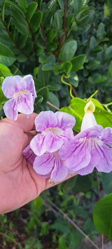 Bignonia corymbosa