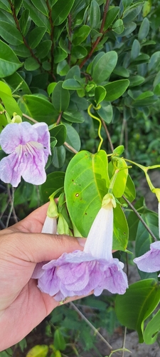 Bignonia corymbosa, photograph 2