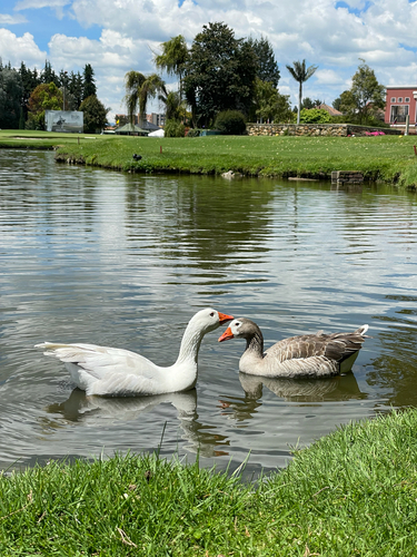 iNaturalist: (c) gabrielasabogal, some rights reserved (CC BY-NC) iNaturalist image