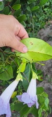 Bignonia corymbosa, photograph (c) Marcio Santos Ferreira, some rights reserved (CC BY)