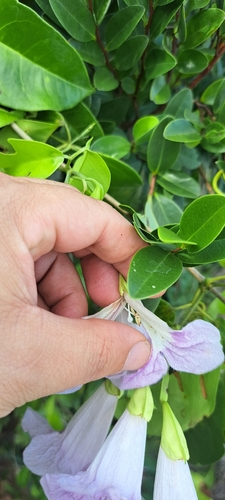 Bignonia corymbosa, photograph 4