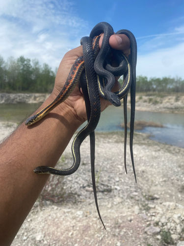 Common Garter Snake